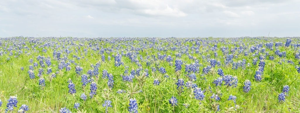 blue-bonnets