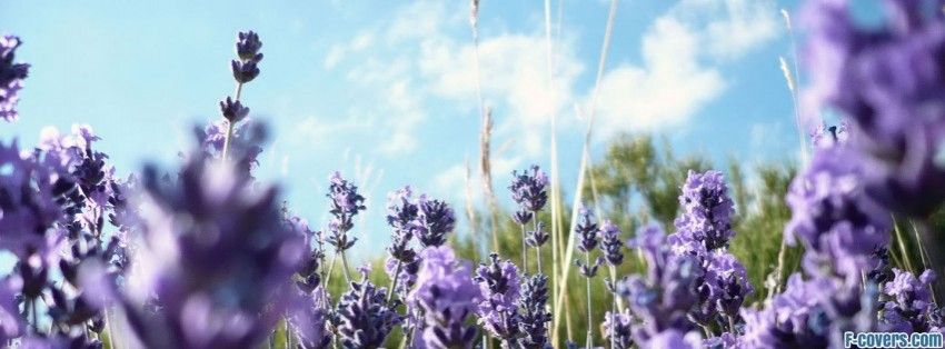 Lavender field